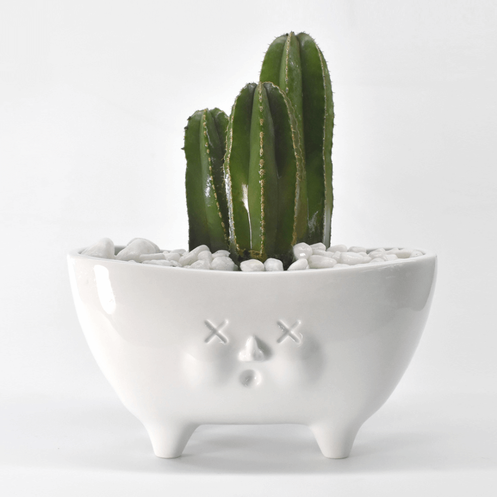 Miss Daisy - The Planter